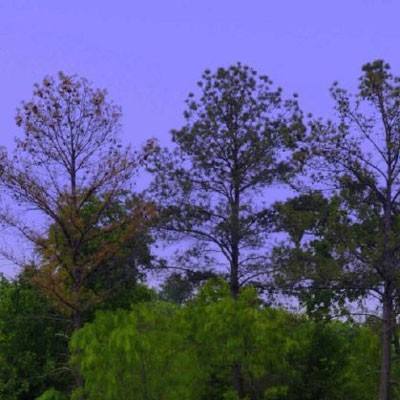 星空下载站官网下载手机版