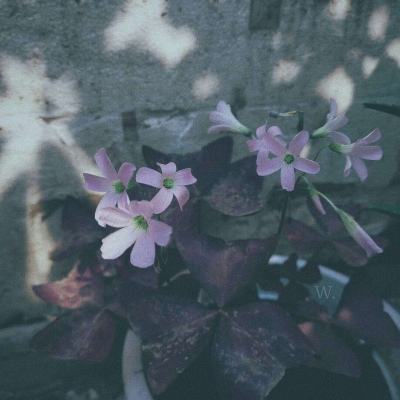 域网棋牌游戏下载手机版