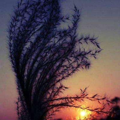 巴博体育官网安卓下载